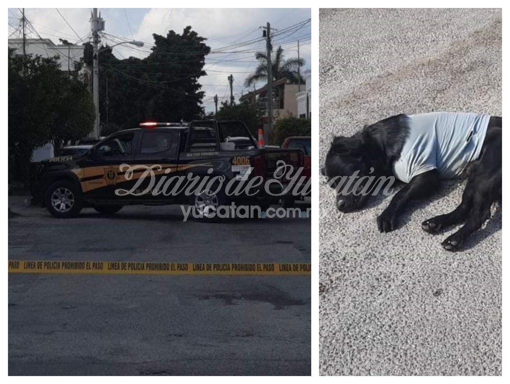 Exigen justicia en Mérida por asesinato de un perro en Pensiones