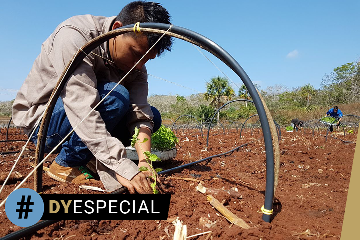 Envejece el campesino yucateco y los jóvenes no quieren tomar la