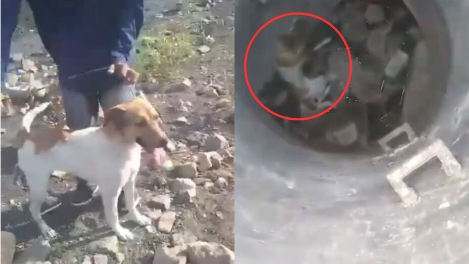 Young people tie up and throw a puppy into a well in Guanajuato