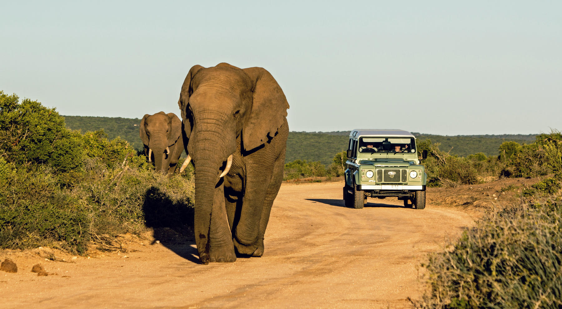 Woman dies after elephant attack on safari