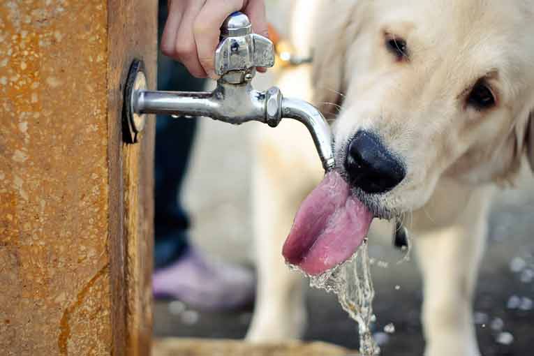 a que temperatura le gusta el agua a los perros