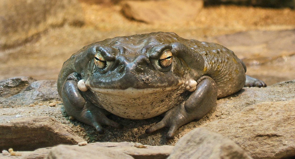 Melancholy can be handled with the poison of a toad;  research