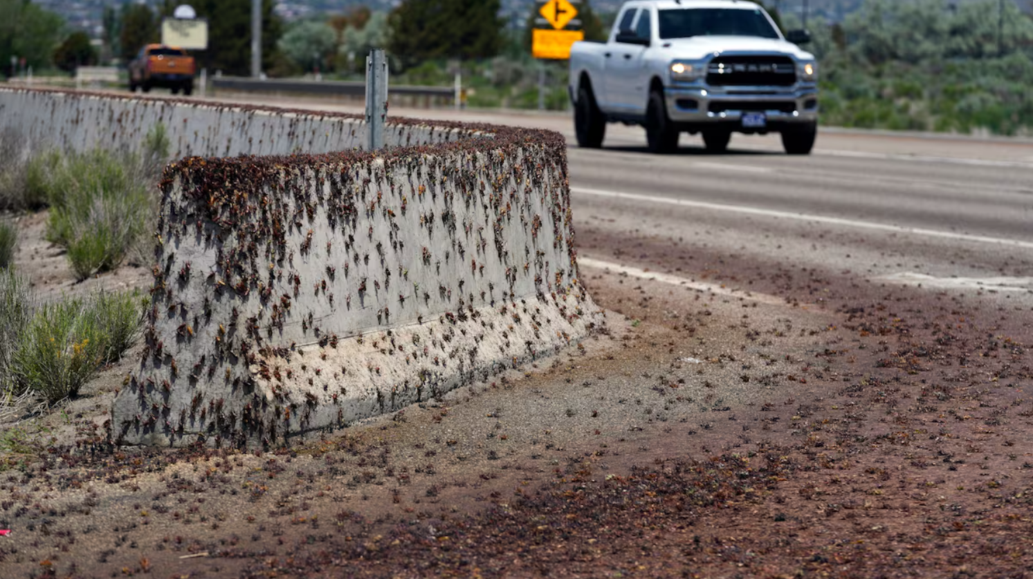 Cannibalistic Mormon crickets invade Nevada once more |  VIDEOS