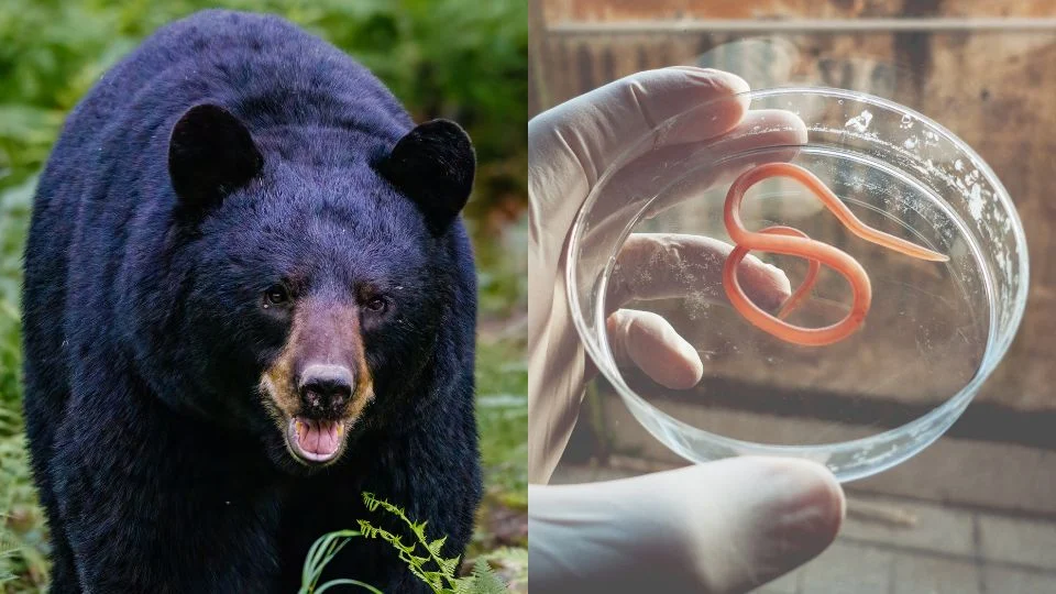 Household eats bear meat and finally ends up with worms within the mind