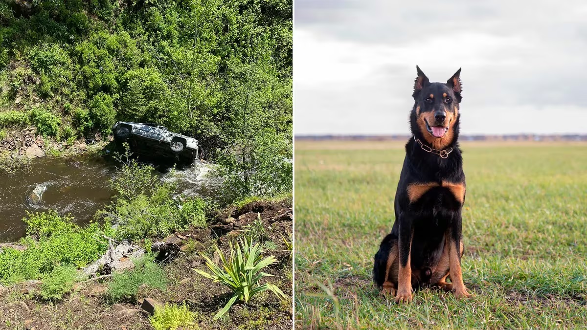 Information canine rescues proprietor who drove his automobile off a cliff in Oregon