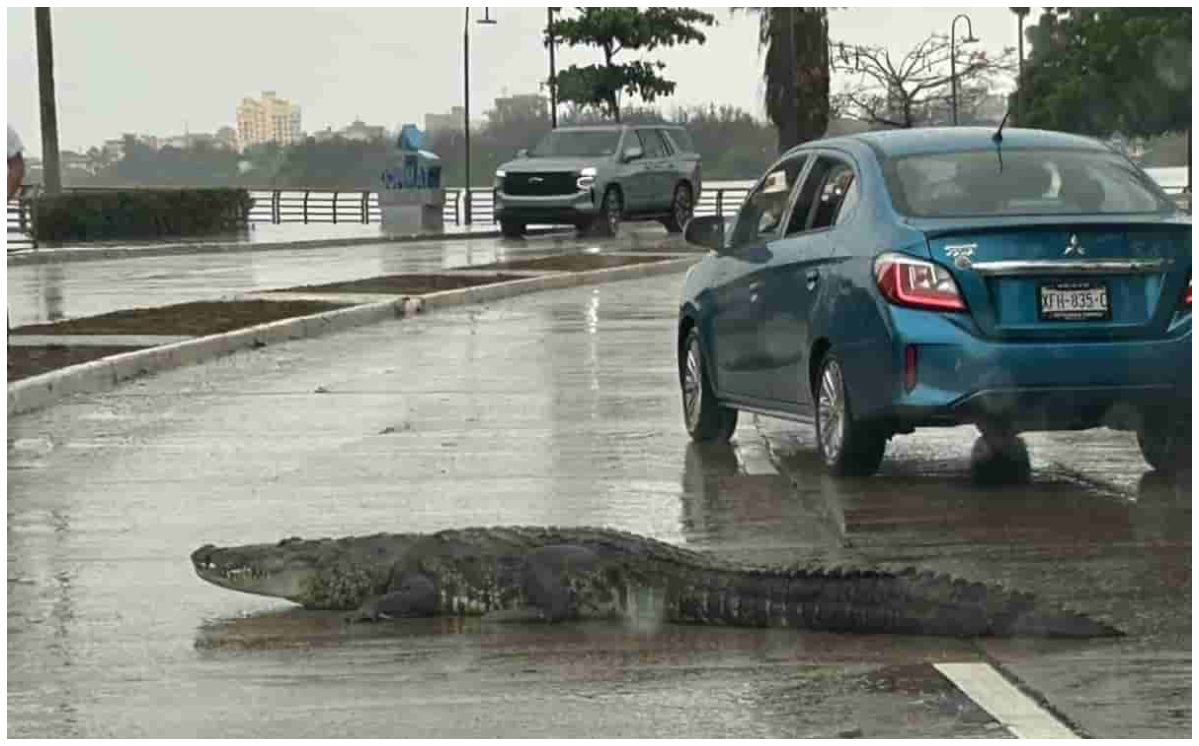 After “Alberto”, crocodile is captured within the streets of Tampico (Video)