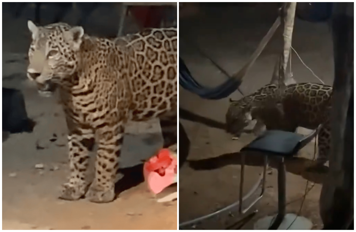 Jaguar in the hunt for water enters a home in Cancun (Video)