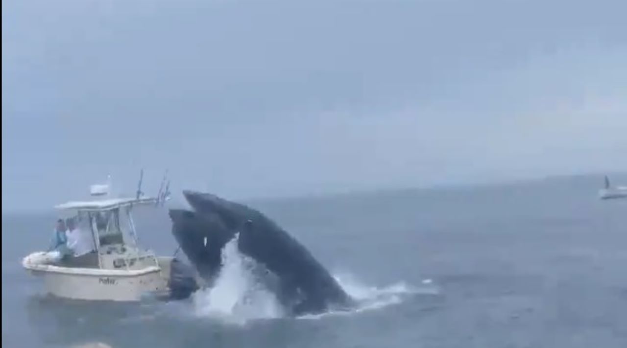 Whale rams and sinks fishing boat (VIDEO)