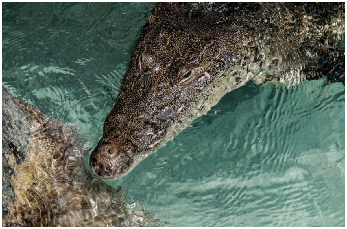 Crocodiles in Cancun; in the hotel zone and another in a restaurant